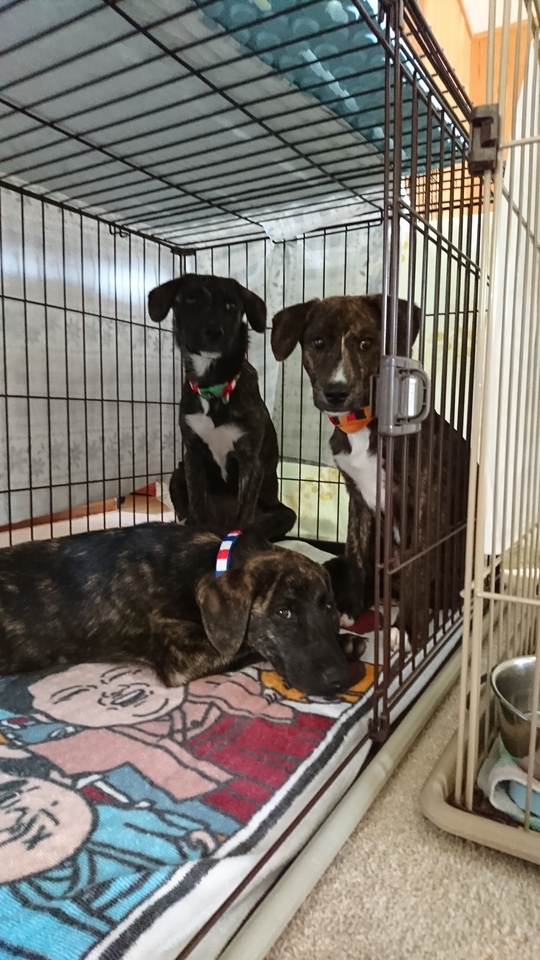 保護犬について あま市の老犬ホーム シニアドッグケアホームこころ